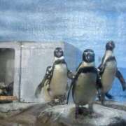 ヒメ日記 2025/05/04 21:19 投稿 りつ sweet kiss