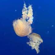 ヒメ日記 2025/06/24 16:09 投稿 りつ sweet kiss