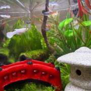 ヒメ日記 2025/09/04 18:09 投稿 りつ sweet kiss