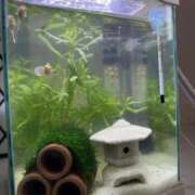 ヒメ日記 2025/09/10 13:29 投稿 りつ sweet kiss