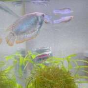 ヒメ日記 2026/02/13 22:49 投稿 りつ sweet kiss