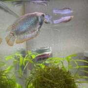 ヒメ日記 2026/04/07 18:09 投稿 りつ sweet kiss