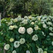 ヒメ日記 2025/06/21 15:47 投稿 梨乃(りの) 厚木奥様Life