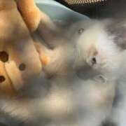 ヒメ日記 2025/06/24 10:30 投稿 ゆい ミラクル☆ハニー