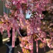 ヒメ日記 2025/03/03 13:08 投稿 秋本 ANECOTE