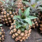 ヒメ日記 2025/06/21 11:55 投稿 大城（おおしろ） 熟女の風俗最終章 大宮店