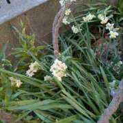 ふじよ 完熟ばなな川崎店ふじよです　水仙を 完熟ばなな 横浜