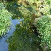 ヒメ日記 2026/08/15 12:12 投稿 ふじよ 完熟ばなな 横浜