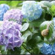 ヒメ日記 2026/06/09 13:50 投稿 あきな 奥鉄オクテツ兵庫