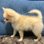 ヒメ日記 2025/12/20 15:39 投稿 りあ sweet kiss