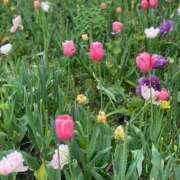 ヒメ日記 2025/05/03 00:20 投稿 ことは わちゃわちゃ密着リアルフルーちゅ西船橋