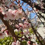 ヒメ日記 2026/03/19 12:31 投稿 ことは わちゃわちゃ密着リアルフルーちゅ西船橋