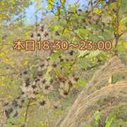 ヒメ日記 2024/11/22 15:36 投稿 ふう コレクション