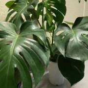 ヒメ日記 2024/12/16 07:30 投稿 ふう コレクション