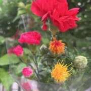 ヒメ日記 2025/05/05 09:10 投稿 ふう コレクション