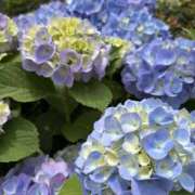 ヒメ日記 2025/06/29 14:31 投稿 ふう ストロベリーハウス