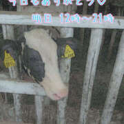 ヒメ日記 2025/09/27 01:40 投稿 ふう ストロベリーハウス