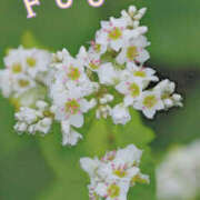 ヒメ日記 2025/11/06 00:01 投稿 ふう ストロベリーハウス