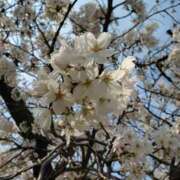 ヒメ日記 2025/04/02 10:49 投稿 ねね スポコスkunkakunka