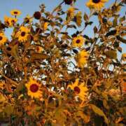 ヒメ日記 2025/09/17 22:31 投稿 ねね スポコスkunkakunka