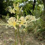 ヒメ日記 2025/09/20 11:11 投稿 しずく 和歌山人妻援護会