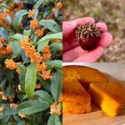 ヒメ日記 2025/11/10 18:19 投稿 しずく 和歌山人妻援護会