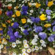 ヒメ日記 2025/05/01 12:04 投稿 いちか 完熟ばなな西川口