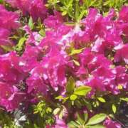 ヒメ日記 2025/05/07 12:53 投稿 いちか 完熟ばなな西川口