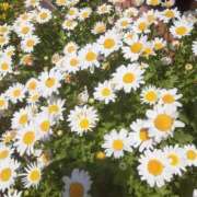 ヒメ日記 2025/05/13 12:53 投稿 いちか 完熟ばなな西川口