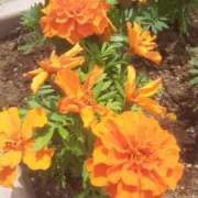 ヒメ日記 2025/05/15 12:13 投稿 いちか 完熟ばなな西川口