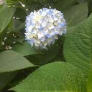 ヒメ日記 2025/05/20 12:43 投稿 いちか 完熟ばなな西川口