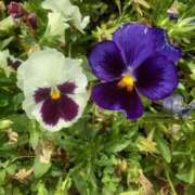 ヒメ日記 2025/05/22 11:43 投稿 いちか 完熟ばなな西川口