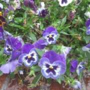 ヒメ日記 2025/06/03 13:13 投稿 いちか 完熟ばなな西川口