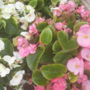 ヒメ日記 2025/06/12 11:33 投稿 いちか 完熟ばなな西川口