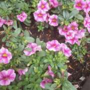 ヒメ日記 2025/06/27 12:13 投稿 いちか 完熟ばなな西川口