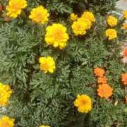 ヒメ日記 2025/07/01 14:03 投稿 いちか 完熟ばなな西川口