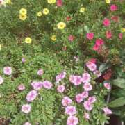 ヒメ日記 2025/09/24 13:03 投稿 いちか 完熟ばなな西川口