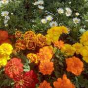 ヒメ日記 2025/10/30 11:33 投稿 いちか 完熟ばなな西川口