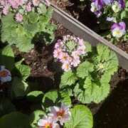 いちか テレビ。 完熟ばなな西川口