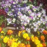 いちか 開花待ち🌸 完熟ばなな西川口