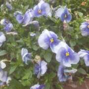 ヒメ日記 2026/04/09 13:33 投稿 いちか 完熟ばなな西川口