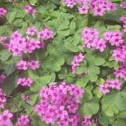 ヒメ日記 2026/04/15 12:23 投稿 いちか 完熟ばなな西川口