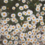 ヒメ日記 2026/04/22 13:33 投稿 いちか 完熟ばなな西川口