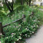 ヒメ日記 2025/08/27 07:22 投稿 ひとみ 千姫(道後)