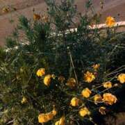 ヒメ日記 2025/09/19 19:40 投稿 ひとみ 千姫(道後)