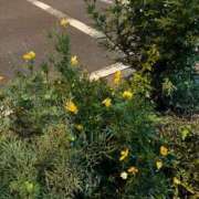 ヒメ日記 2025/09/20 06:00 投稿 ひとみ 千姫(道後)