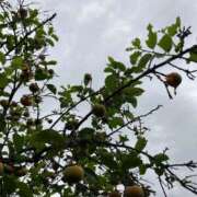 ヒメ日記 2025/10/04 07:02 投稿 ひとみ 千姫(道後)