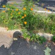 ヒメ日記 2025/10/08 15:16 投稿 ひとみ 千姫(道後)