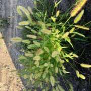 ヒメ日記 2025/10/10 05:55 投稿 ひとみ 千姫(道後)