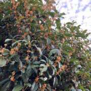 ヒメ日記 2025/10/31 07:30 投稿 ひとみ 千姫(道後)